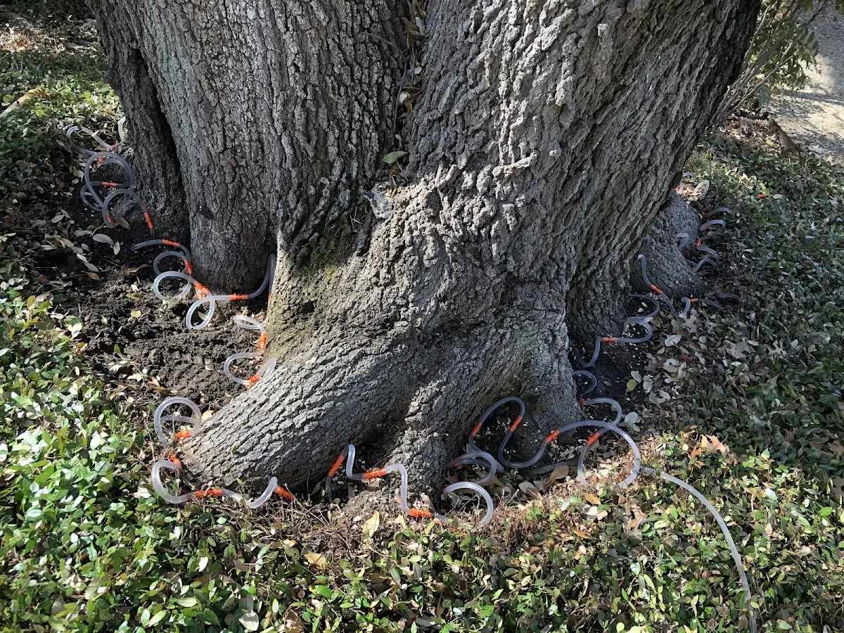 Detailed Tree Cabling and Bracing job site in Smith River