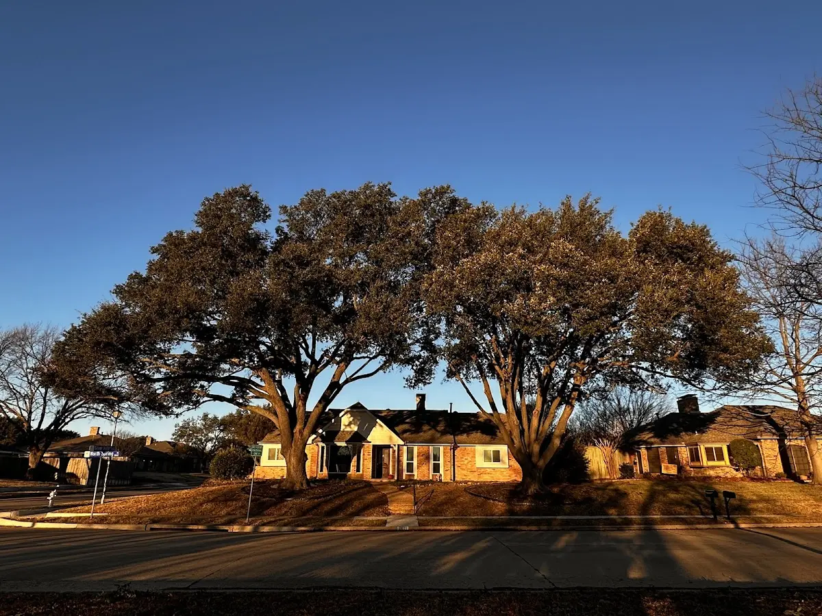 Established residential canopy tree shading a home in Smith River